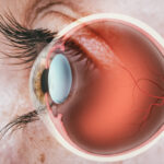 Structure,Of,Human,Eye.,In,Side,View.