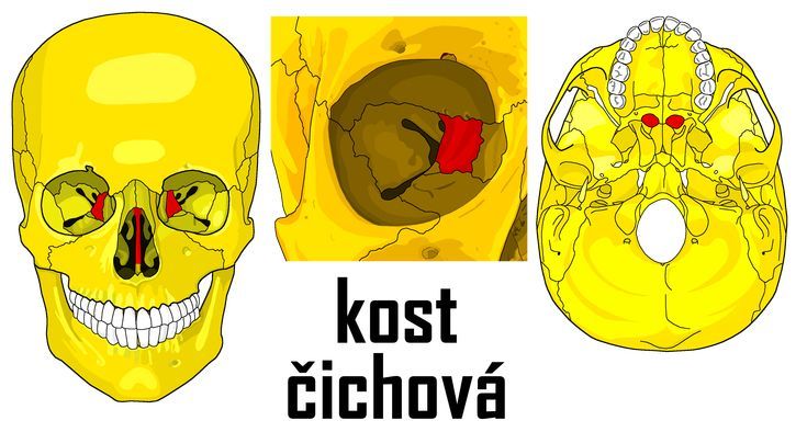 Čichová kost