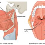 1109_Muscles_that_Move_the_Tongue