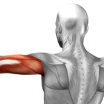 17ad2bac-triceps