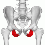280px-Ischium_02_animation