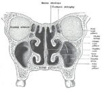 2_1_schema_koronalni