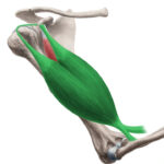 6ec6b5b6-biceps