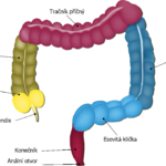 7-2colon
