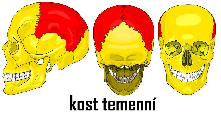 Temenní kost