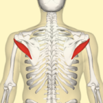 800px-Teres_minor_muscle_back3