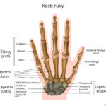88659253-kosti-ruky-jpg
