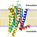 A2A_receptor_bilayer