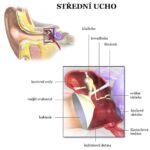 ANATOMIE_STREDNI_UCHO_small