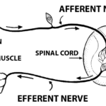 Afferent_(PSF)
