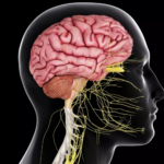 CNS