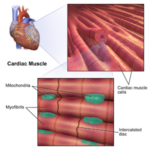 Cardiac_Muscle