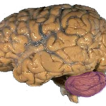 Cerebellum_NIH