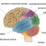 Cerebrum_lobes_cs.svg