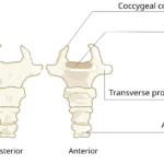 Coccyx_svg_hariadhi_depan_belakang.svg