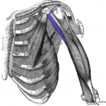 Coracobrachialis