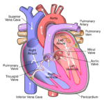 Diagram_of_the_human_heart_(cropped).svg