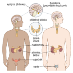 Endocrine_Czech.svg