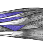 Flexor-digitorum-superficialis-horizontal