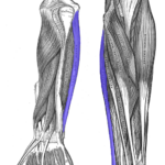Flexor_carpi_ulnaris