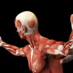 HD-wallpaper-muscle-of-human-anatomy-science-education-concepts-shoulder-muscles-neck-arm-muscles