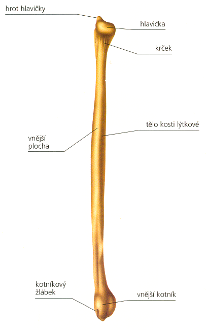 Lýtková kost
