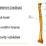 Kostra+horní+končetiny