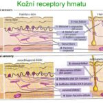 Kožní receptory hmatu