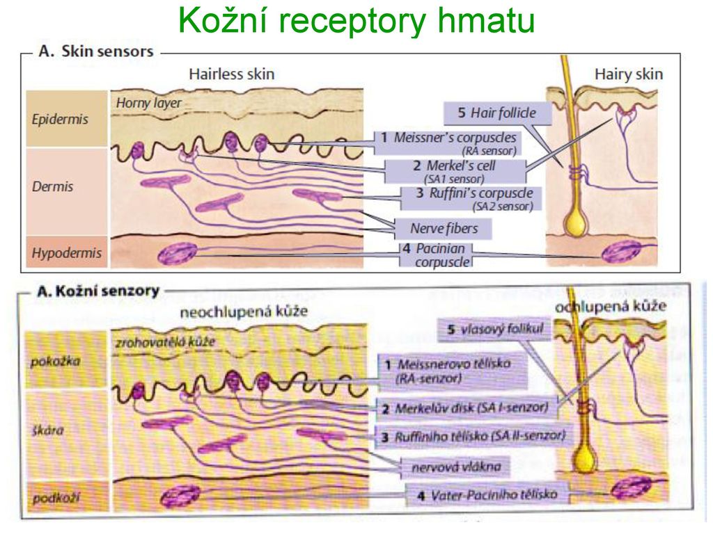 Hmat