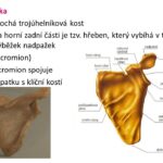(acromion) acromion spojuje. lopatku s <a href="https://human.sofon.cz/tag/klicni-kost/" class="st_tag internal_tag " rel="tag" title="Vysvětlit pojem: klíční kost">klíční kost</a>í.