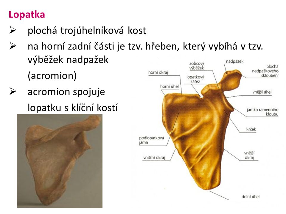 Lopatka