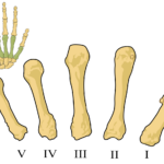 Metacarpals_numbered-en.svg