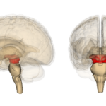 Midbrain
