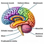 Mozek_casti (kopie)