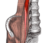 Musculus_psoas_minor