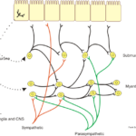Neural_control_gut
