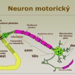 Neuron+motorický+dentrity+<a href="https://human.sofon.cz/tag/axon/" class="st_tag internal_tag " rel="tag" title="Vysvětlit pojem: axon">axon</a>+tělo+(SVALU)+Synapse