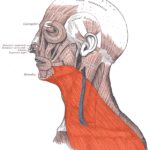 Platysma