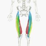 Quadriceps_3D
