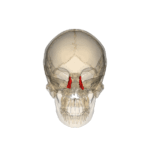 Rotation_lacrimal_bone