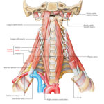 Scalene-Muscle-middle