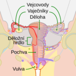 Scheme_female_reproductive_system-cs.svg