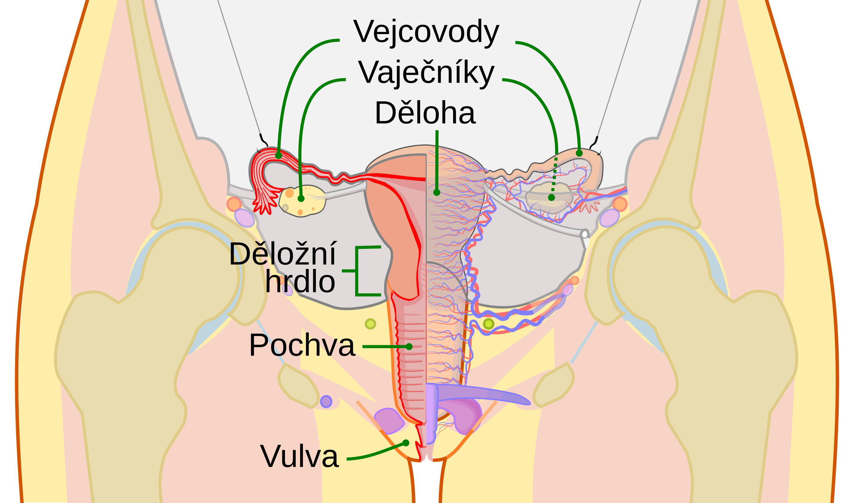 Pochva