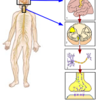 Somatic_Nervous_System_Image.svg