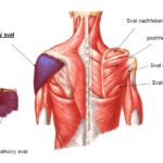 Sval+nadhřebenový+Deltový+sval+podhřebenový+Sval+oblý+malý+Sval+oblý+velký+Podlopatkový+sval