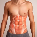 anatomicky-pohlad-na-brusne-svalstvo-1