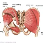anatomie-hyzdovych-svalu.jpg