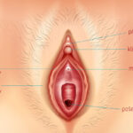 anatomie-klitoris