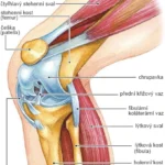 anatomie kolene.png