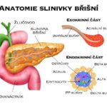 anatomie-slinivky-brisni